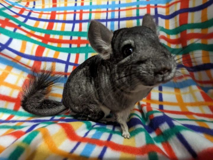 Petfinder chinchilla hot sale