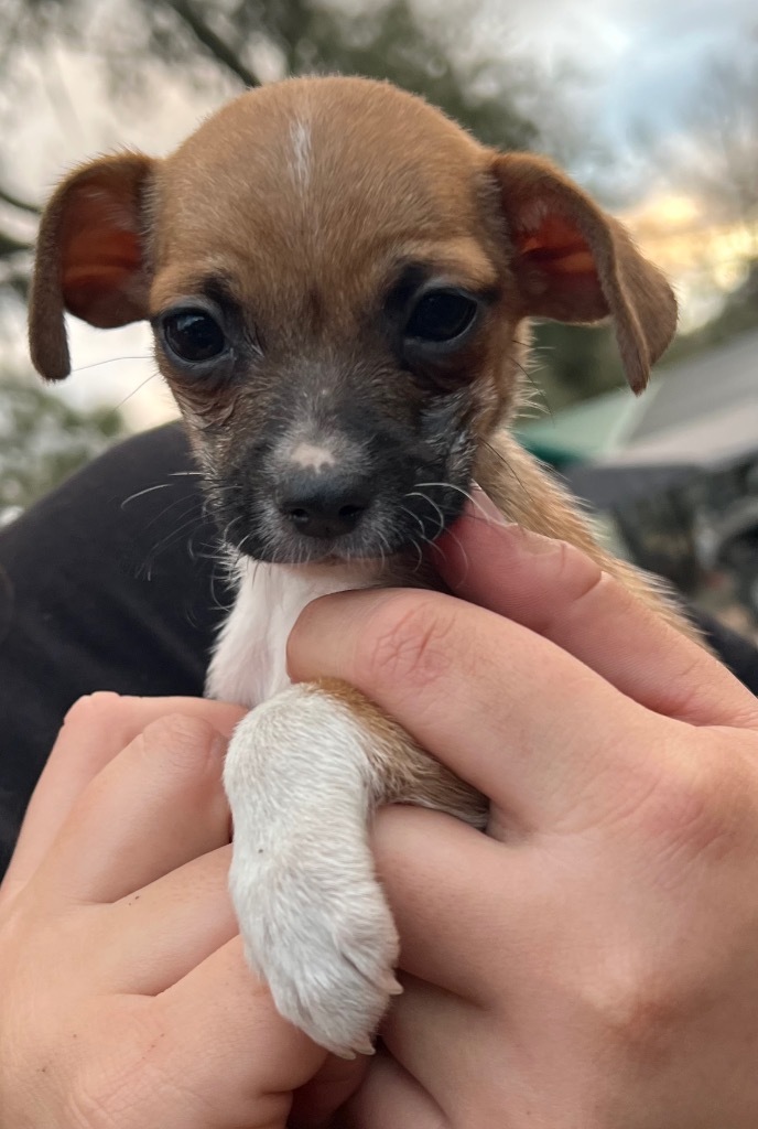 Wire haired shop chihuahua puppy