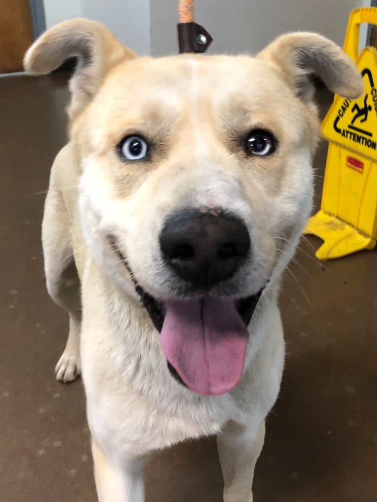 Zion, an adoptable Husky, Shepherd in Chico, CA, 95928 | Photo Image 1