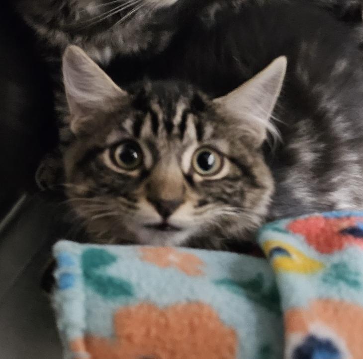 Rotini, an adoptable Domestic Short Hair in Pahrump, NV, 89048 | Photo Image 1