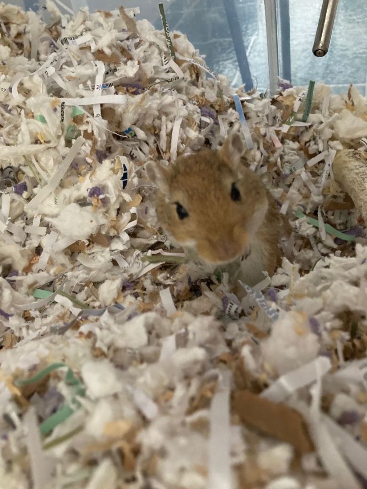 Gerbil adoption best sale near me