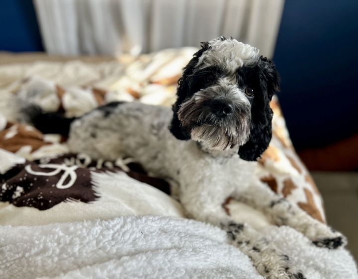 Cocker spaniel poodle mix black best sale and white