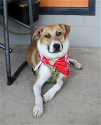 Roo G, an adoptable Whippet in Fairfax, VA, 22030 | Photo Image 1