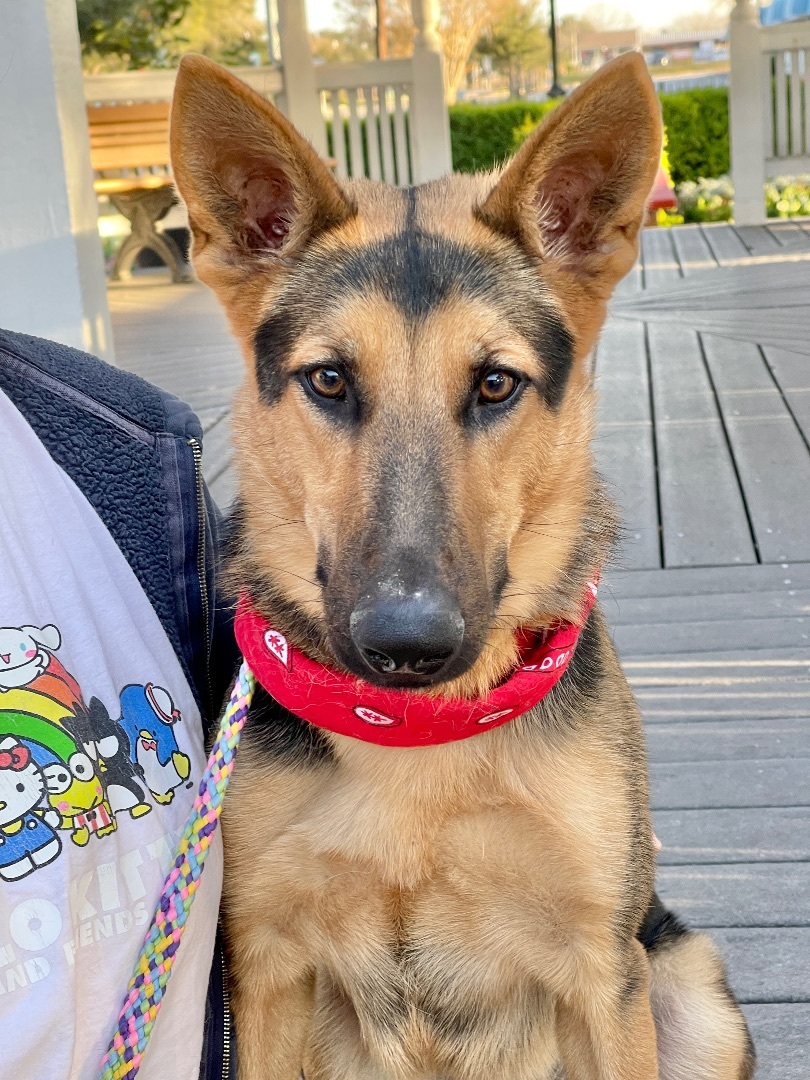 Dog for adoption JULIA sweet girl!, a German Shepherd Dog in