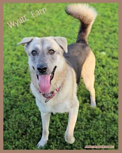 Wyatt Earp bonded to Doc Holiday, an adoptable Husky, Shepherd in De Soto, IA, 50069 | Photo Image 1