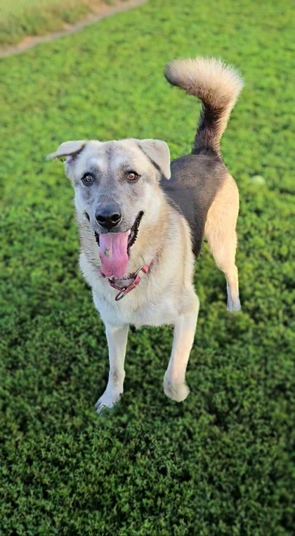 Wyatt Earp bonded to Doc Holiday, an adoptable Husky, Shepherd in De Soto, IA, 50069 | Photo Image 3