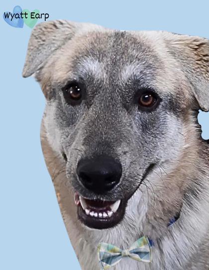 Wyatt Earp bonded to Doc Holiday, an adoptable Husky, Shepherd in De Soto, IA, 50069 | Photo Image 3