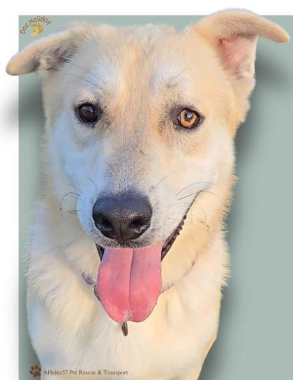 Doc Holiday bonded to Wyatt Earp, an adoptable German Shepherd Dog, Husky in De Soto, IA, 50069 | Photo Image 1