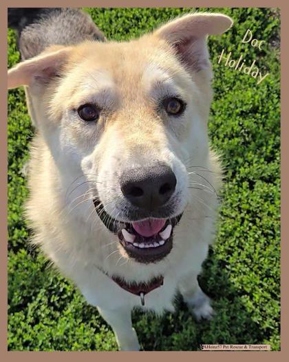 Doc Holiday bonded to Wyatt Earp, an adoptable German Shepherd Dog, Husky in De Soto, IA, 50069 | Photo Image 1