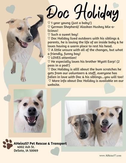 Doc Holiday bonded to Wyatt Earp, an adoptable German Shepherd Dog, Husky in De Soto, IA, 50069 | Photo Image 2