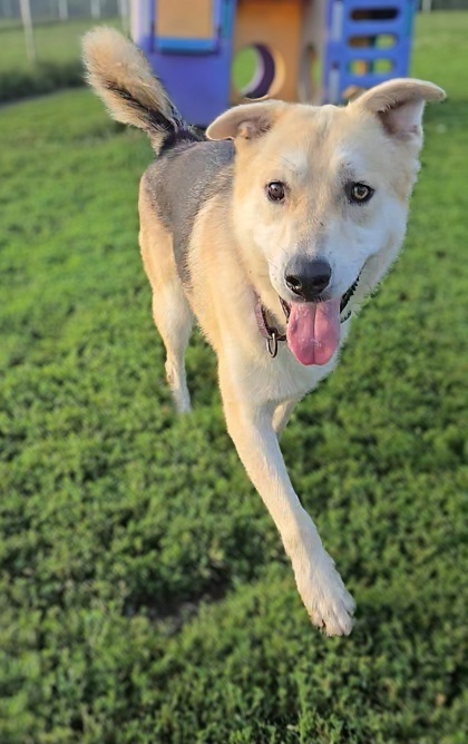 Doc Holiday bonded to Wyatt Earp, an adoptable German Shepherd Dog, Husky in De Soto, IA, 50069 | Photo Image 3