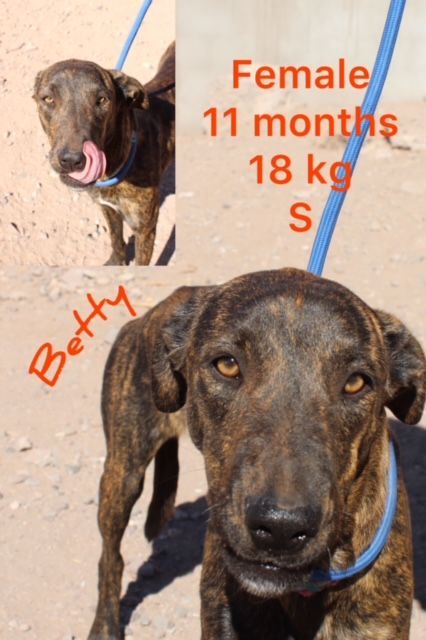 Betty, an adoptable Mixed Breed in Nopolo, BCS, 23887 | Photo Image 1