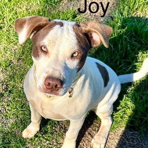 Joy, an adoptable Labrador Retriever & English Pointer Mix in Unionville, CT_image-3