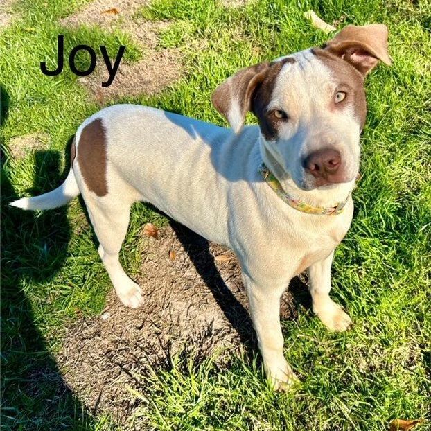 Joy, an adoptable Labrador Retriever & English Pointer Mix in Unionville, CT_image-1