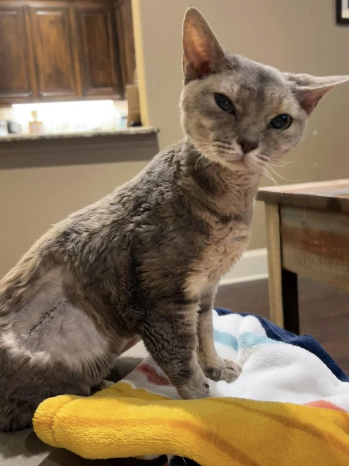 Petfinder hot sale devon rex