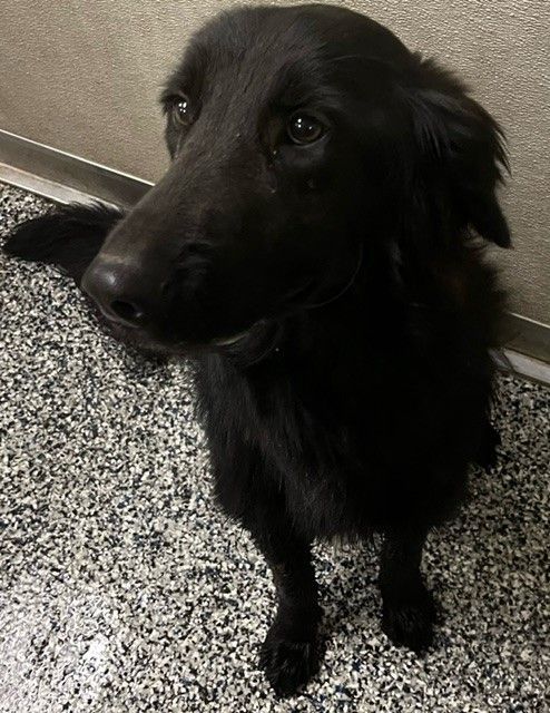 Petfinder flat shop coated retriever