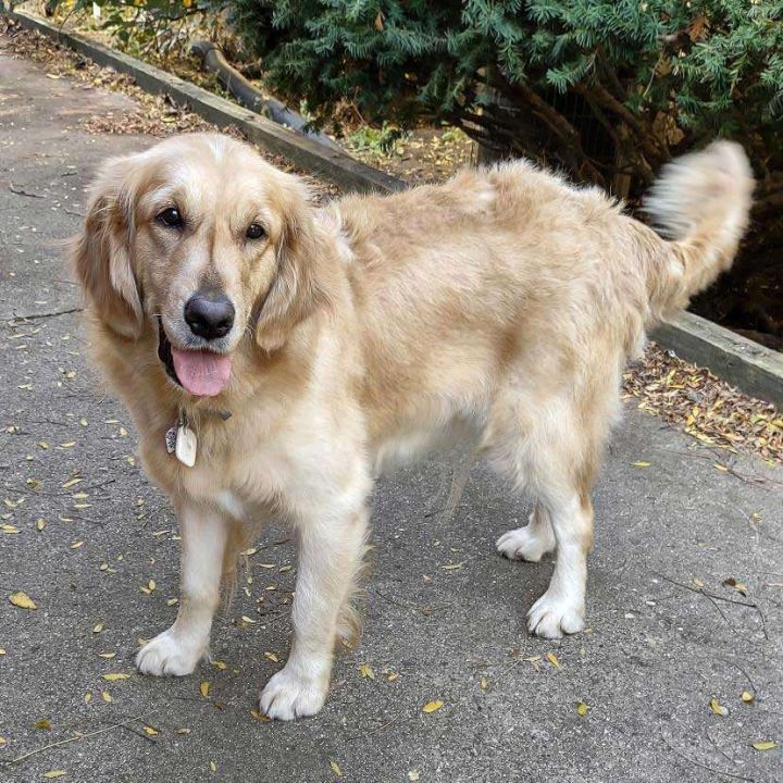 Petfinder sales golden retriever