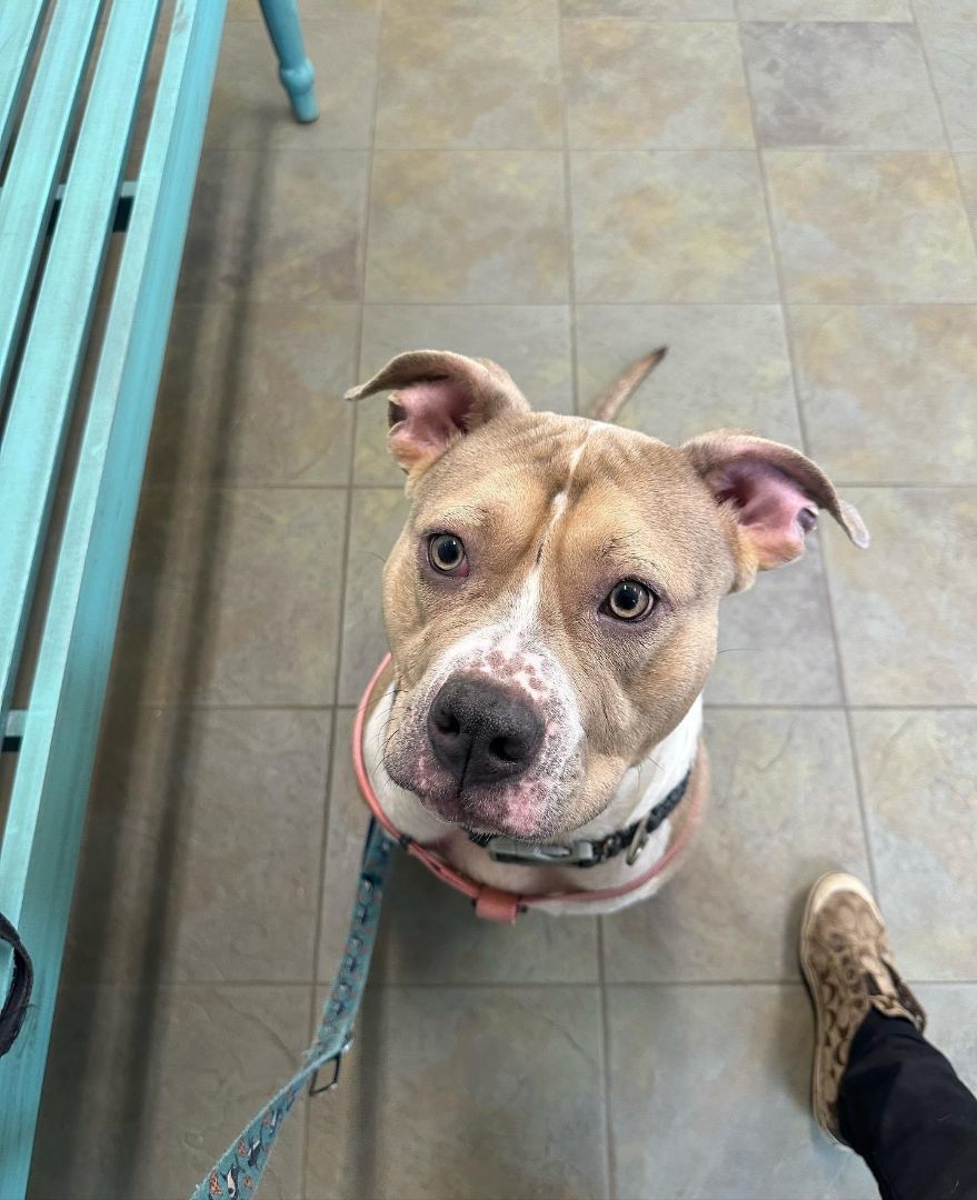 Goober, an adoptable American Bulldog in Bucksport, ME, 04416 | Photo Image 1