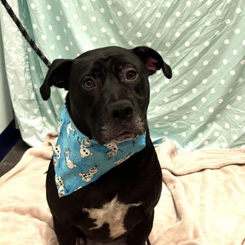 Batman, an adoptable Pit Bull Terrier, Black Labrador Retriever in Show Low, AZ, 85901 | Photo Image 1