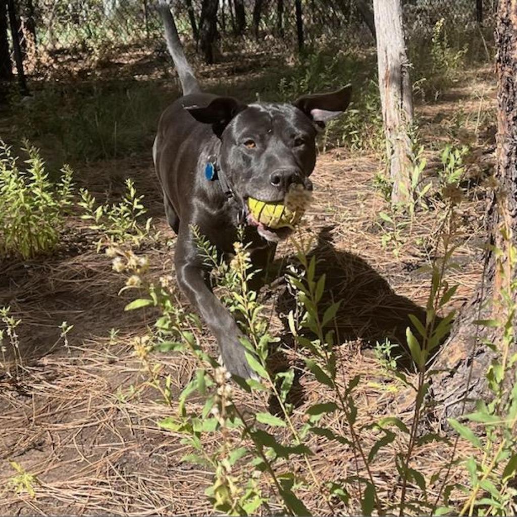 Batman, an adoptable Pit Bull Terrier, Black Labrador Retriever in Show Low, AZ, 85901 | Photo Image 1