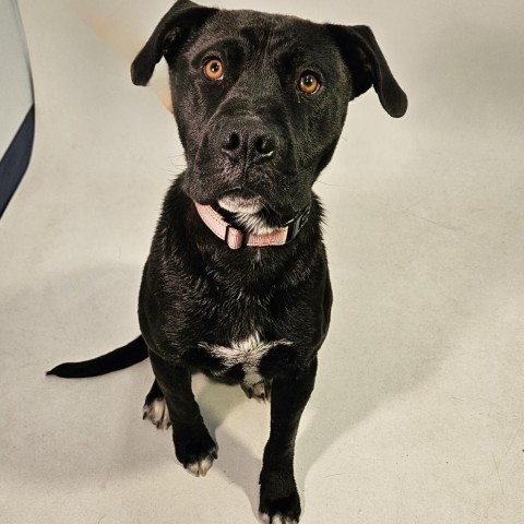 Batman, an adoptable Pit Bull Terrier, Black Labrador Retriever in Show Low, AZ, 85901 | Photo Image 2