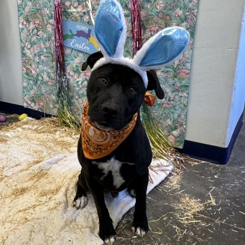 Batman, an adoptable Pit Bull Terrier, Black Labrador Retriever in Show Low, AZ, 85901 | Photo Image 3