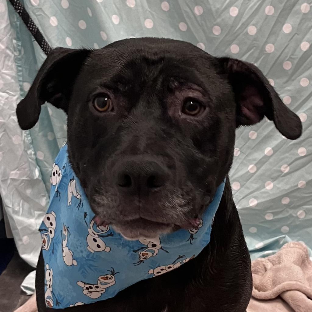 Batman, an adoptable Pit Bull Terrier, Black Labrador Retriever in Show Low, AZ, 85901 | Photo Image 3