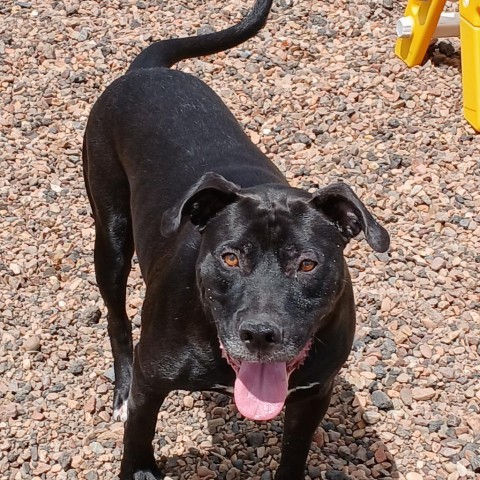 Batman, an adoptable Pit Bull Terrier, Black Labrador Retriever in Show Low, AZ, 85901 | Photo Image 4