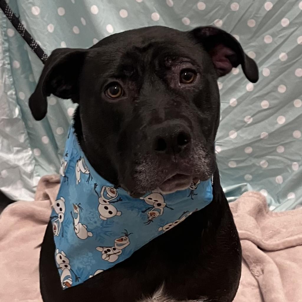 Batman, an adoptable Pit Bull Terrier, Black Labrador Retriever in Show Low, AZ, 85901 | Photo Image 4