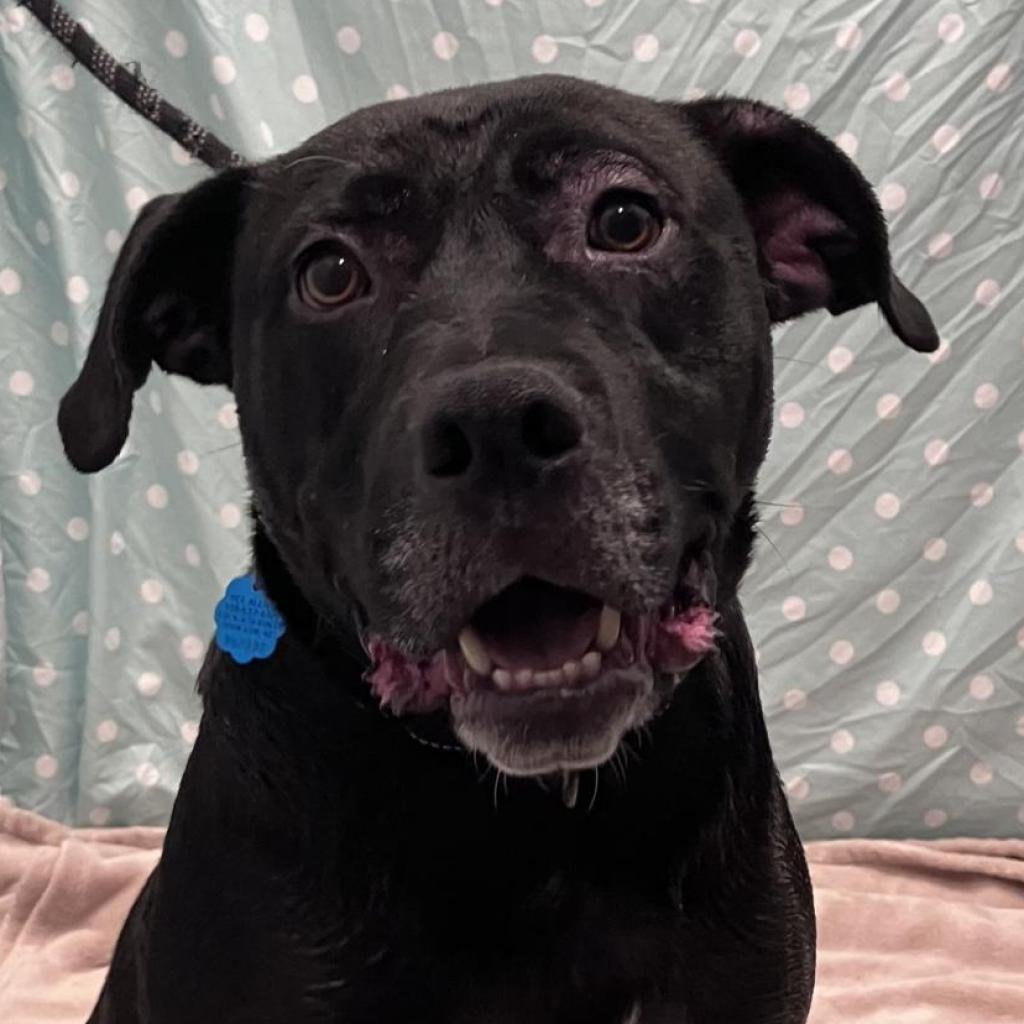 Batman, an adoptable Pit Bull Terrier, Black Labrador Retriever in Show Low, AZ, 85901 | Photo Image 5