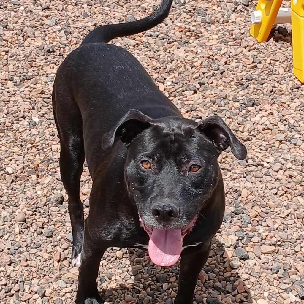 Batman, an adoptable Pit Bull Terrier, Black Labrador Retriever in Show Low, AZ, 85901 | Photo Image 6