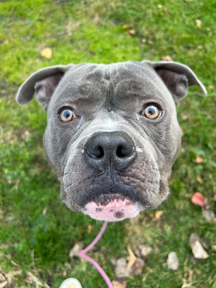 American bulldog store grey blue eyes