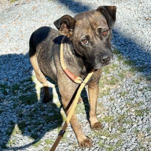 Dog for adoption Chewy a Mixed Breed in Elizabethtown NC