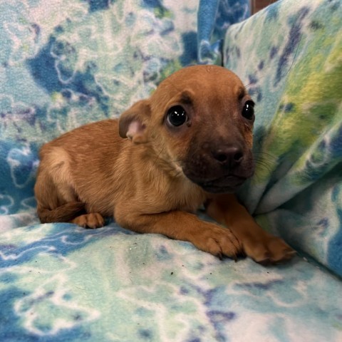 Green store river puppies