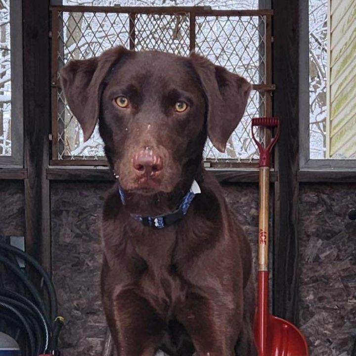 Kimber, an adopted Chocolate Labrador Retriever Mix in Brunswick, ME_image-1