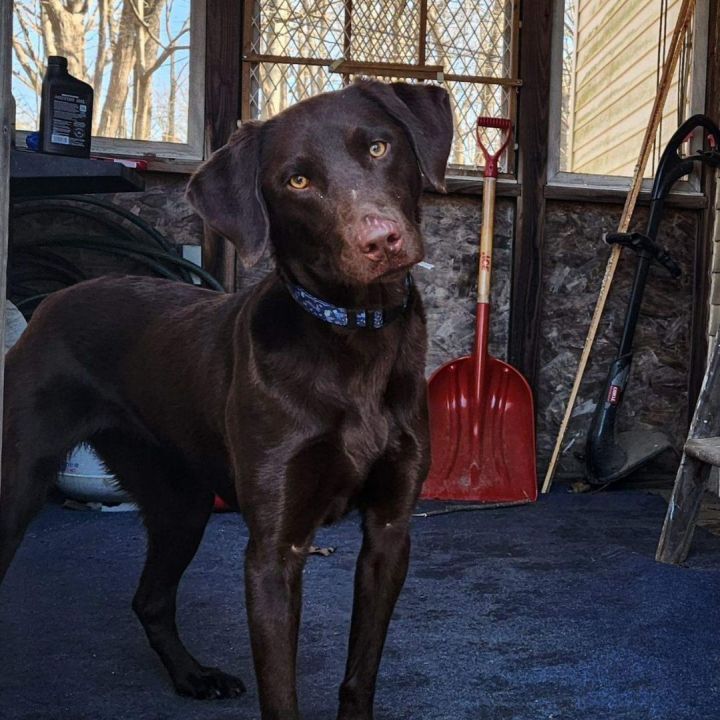 Kimber, an adopted Chocolate Labrador Retriever Mix in Brunswick, ME_image-4