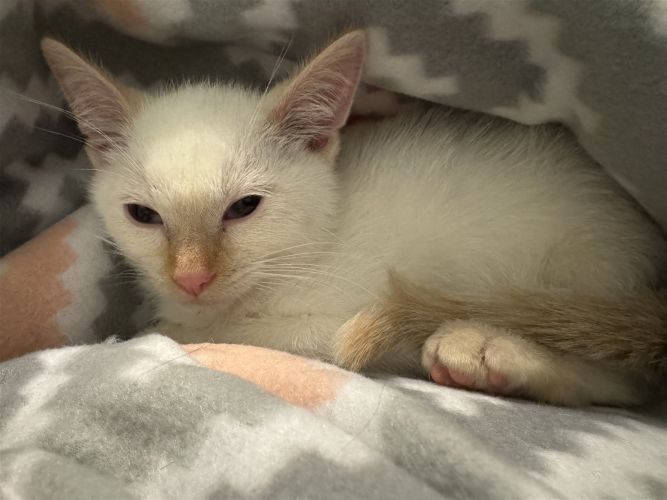 Cat for adoption Splinter, a Domestic Short Hair Mix in Elk River, MN Petfinder