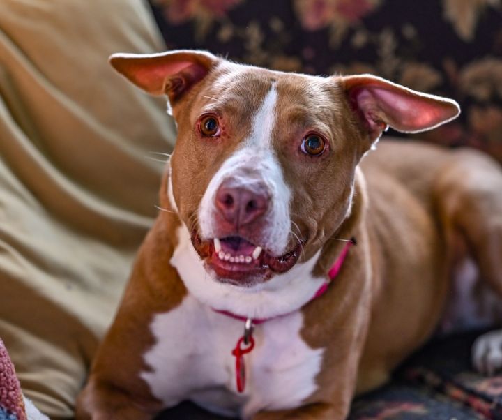 Willow, an adoptable Pit Bull Terrier Mix in Georgetown, KY_image-2