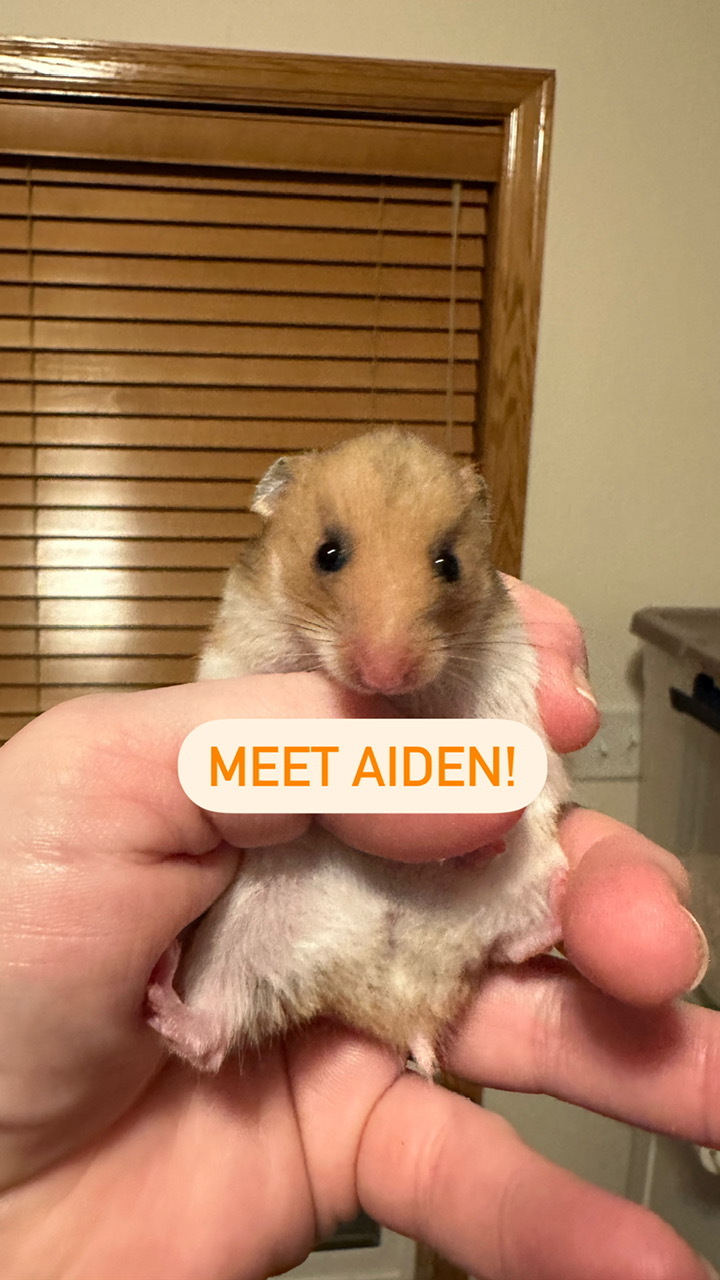 Petfinder hamsters clearance