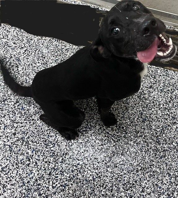 Dog for adoption Axel , a Black Labrador Retriever Mix in Humble, TX