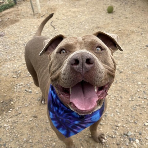 Daniel, an adoptable Pit Bull Terrier in Taos, NM, 87571 | Photo Image 1