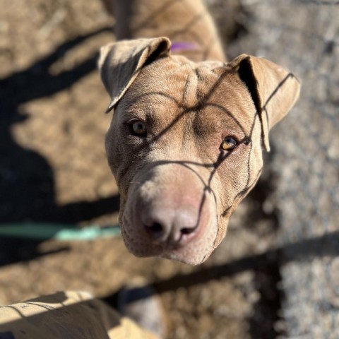 Daniel, an adoptable Pit Bull Terrier in Taos, NM, 87571 | Photo Image 2