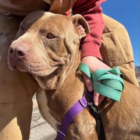 Daniel, an adoptable Pit Bull Terrier in Taos, NM, 87571 | Photo Image 4