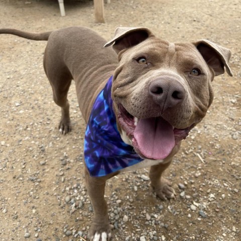 Daniel, an adoptable Pit Bull Terrier in Taos, NM, 87571 | Photo Image 5