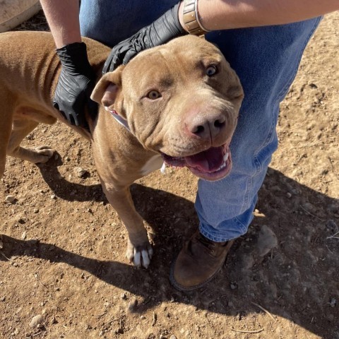 Daniel, an adoptable Pit Bull Terrier in Taos, NM, 87571 | Photo Image 6