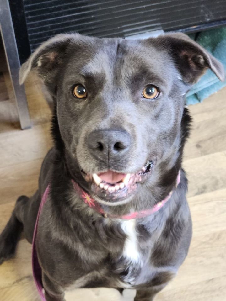 Dog for adoption Brooke, a Pit Bull Terrier & Labrador Retriever Mix in Polson, MT Petfinder