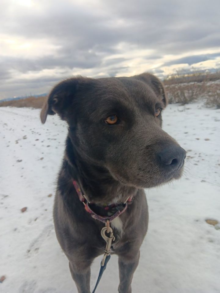 Dog for adoption Brooke, a Pit Bull Terrier & Labrador Retriever Mix in Polson, MT Petfinder