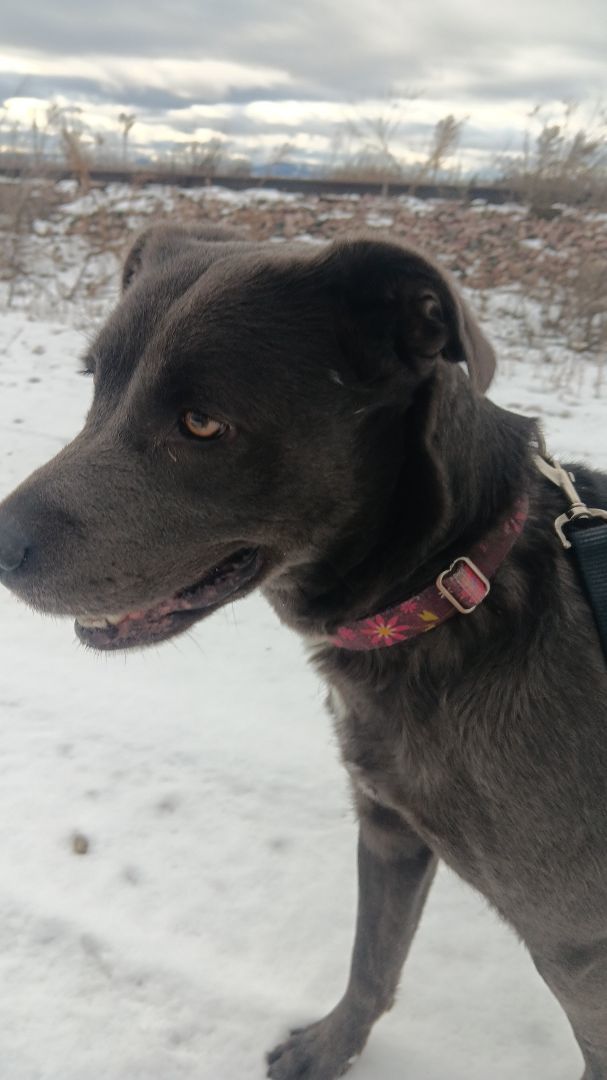 Dog for adoption Brooke, a Pit Bull Terrier & Labrador Retriever Mix in Polson, MT Petfinder