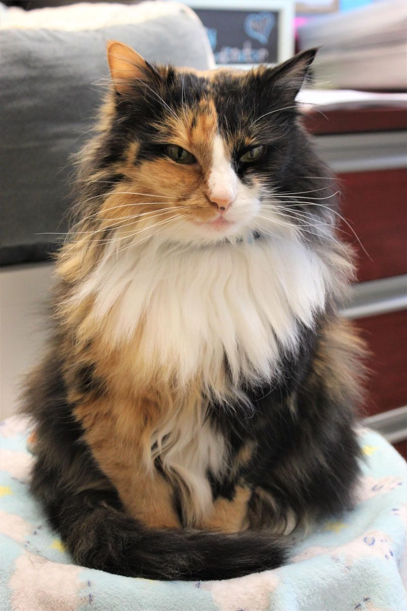 Lina, an adoptable Domestic Long Hair in Arlington, WA, 98223 | Photo Image 2