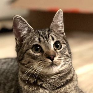Cayenne (A118986) Tabby Cat